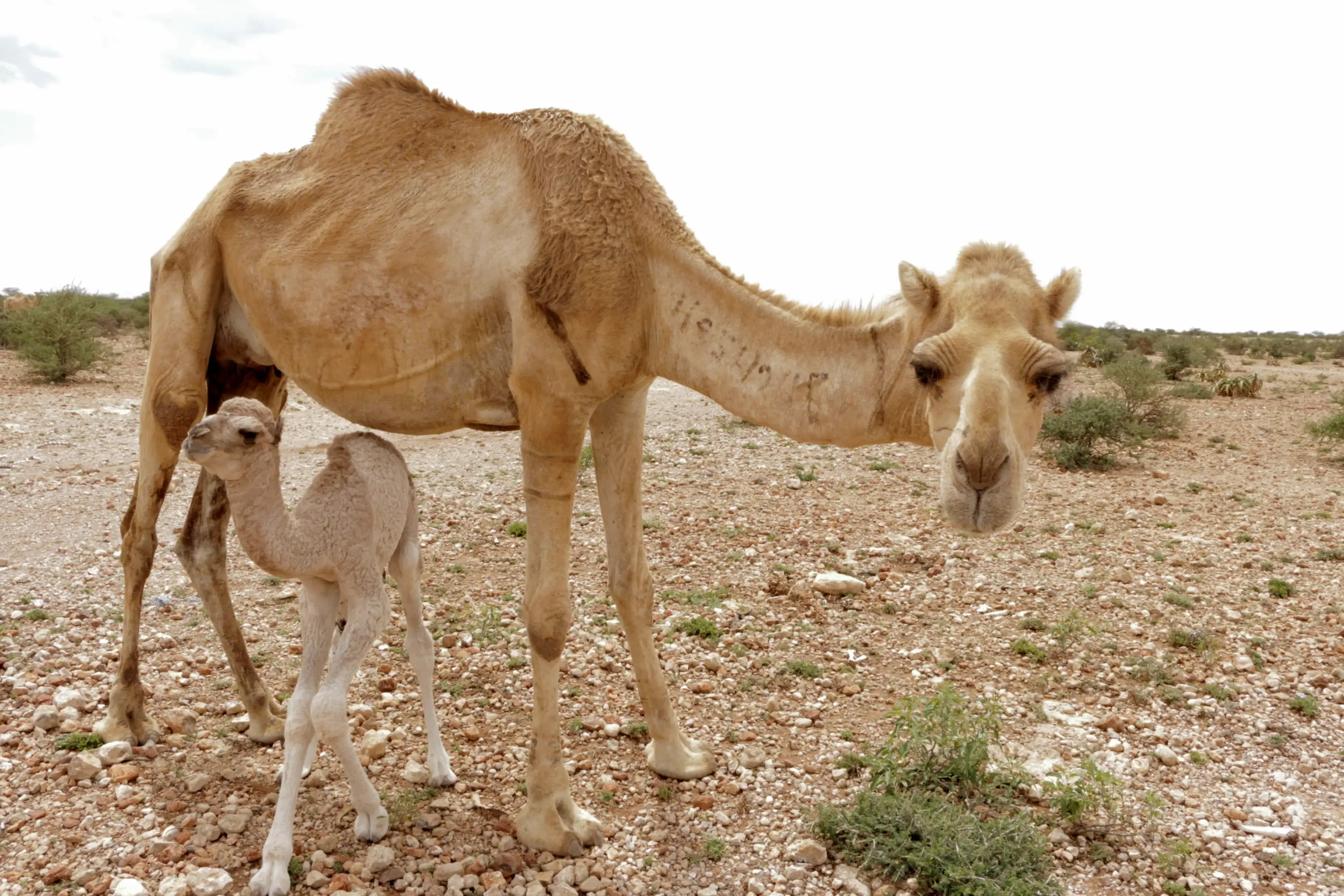 A photo of a baby camel standing beside its mother in a natural setting.